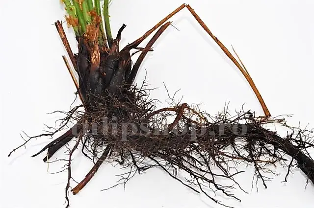 radacina feriga incoltita