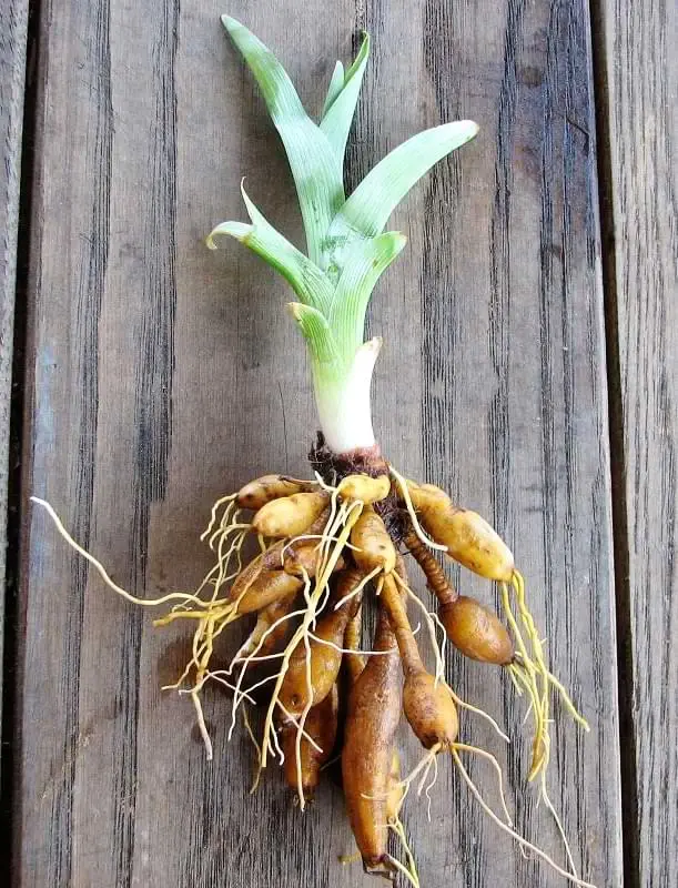 radacina hemerocallis pregatita plantare