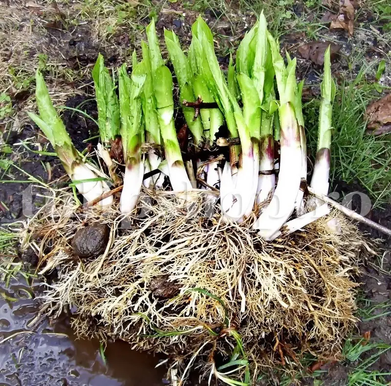 radacina hosta divizare