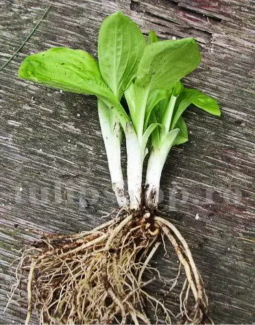radacina hosta