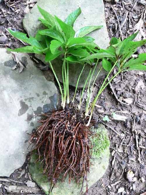 Radacini Helleborus