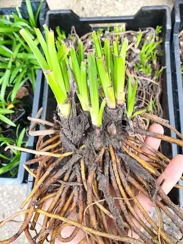 radacini kniphofia pregatite plantare
