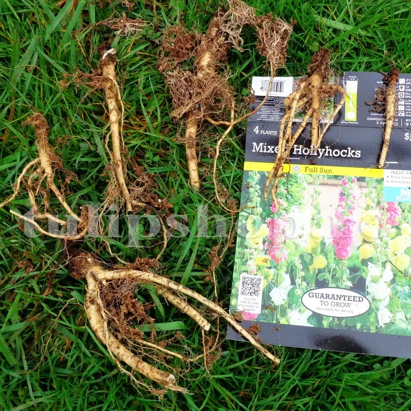 radacini nalba pretatite plantare