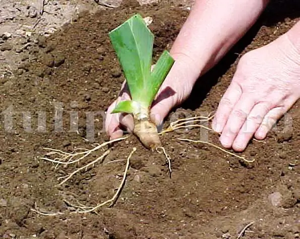rizom iris germanica pozitie plantare