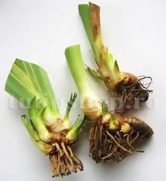 rizom iris germanica pregatit plantare