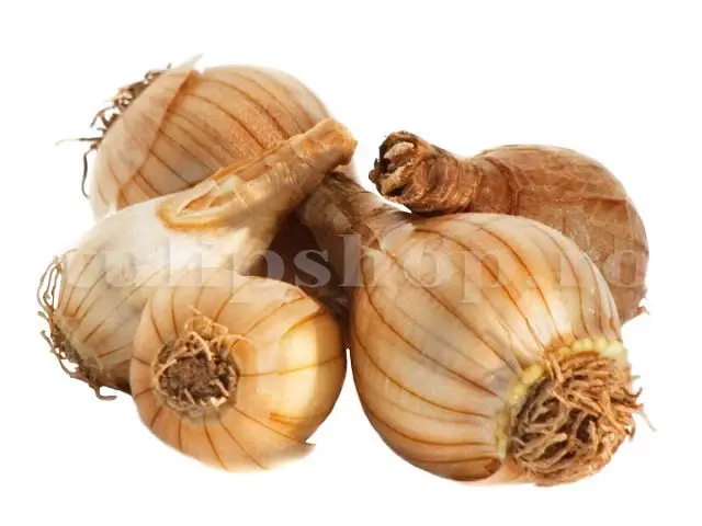 bulbi narcise
