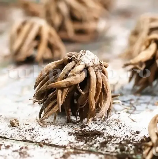 bulbi ranunculus pozitie plantare