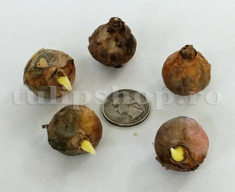 bulbi viorele incoltiti