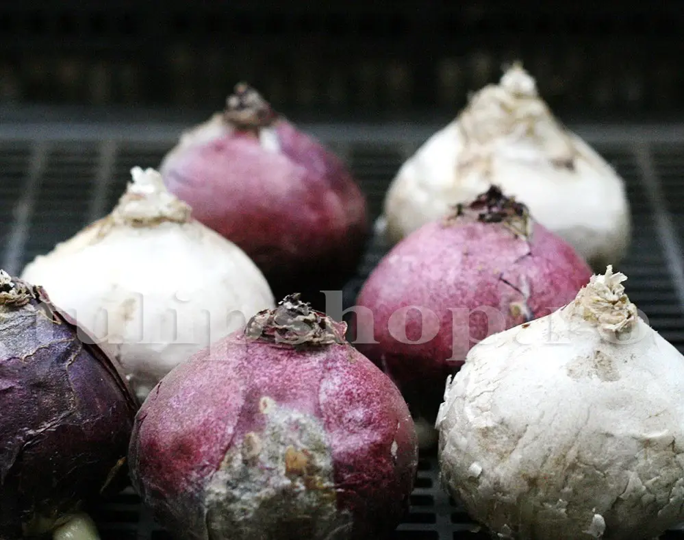 bulbi zambile pozitie plantare