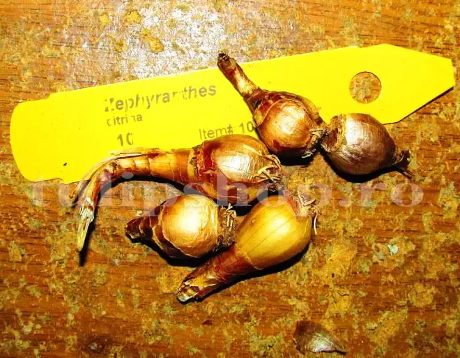 bulbi zephyranthes dimensiune