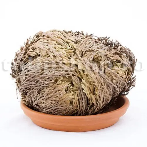 planta trandafir de ierihon nemuritoare