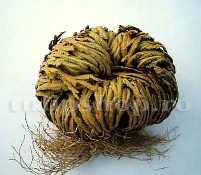 planta uscata trandafir de ierihon