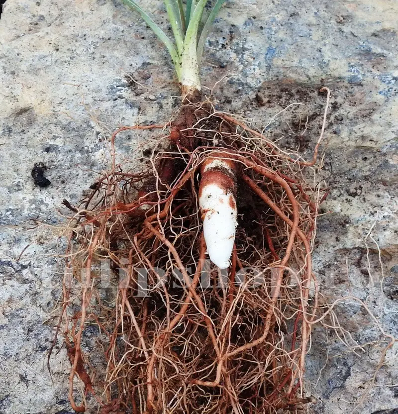 radacina yucca infrunzita