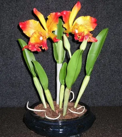 orhidee cattleya inflorita
