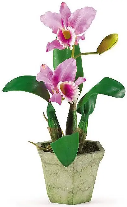 orhidee cattleya la ghiveci