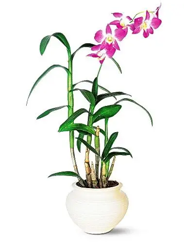 orhidee dendrobium inflorita