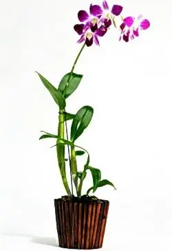 orhidee dendrobium la ghiveci