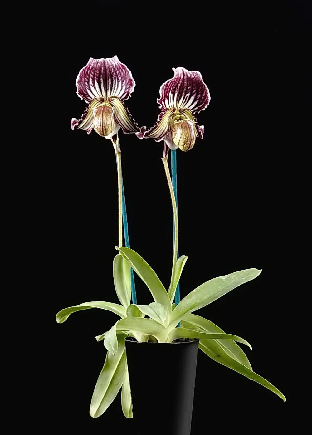 orhidee paphilopedium inflorita
