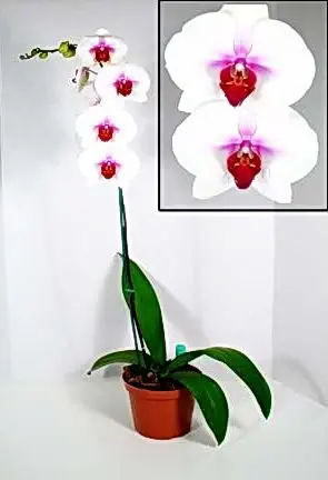 orhidee phalenopsis inflorita