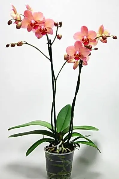 orhidee phalenopsis la ghiveci