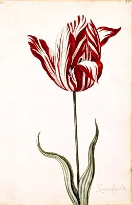 laleaua semper augustus