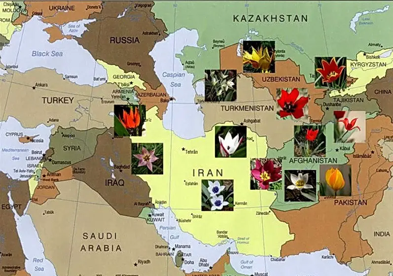 regiunea geografica a lalelelor salbatice