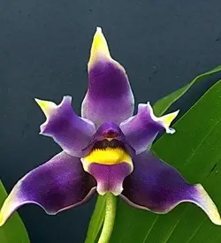 orhidee bollea