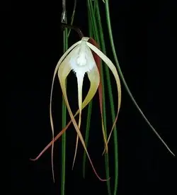 orhidee brassavola varietate diferita