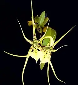 orhidee brassia