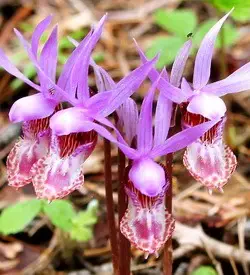 orhidee calypso