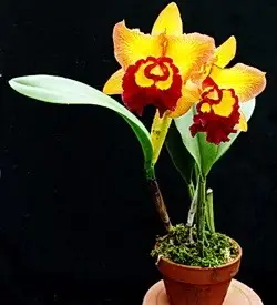 orhidee cattleya