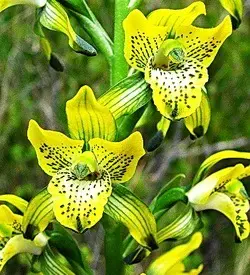 orhidee chloraea