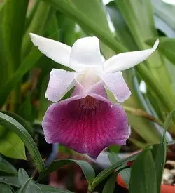 orhidee cochleanthes