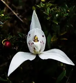 orhidee codonorchis