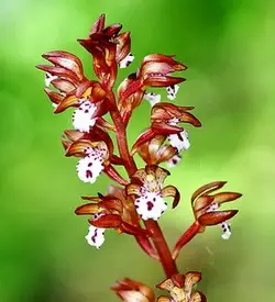 orhidee corallorhiza