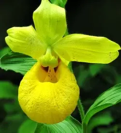 orhidee cypripedium galben