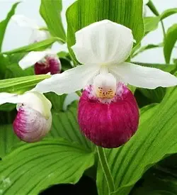 orhidee cypripedium