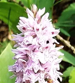 orhidee dactylorhiza