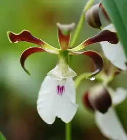 orhidee encyclia