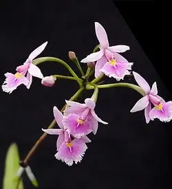 orhidee epidendrum