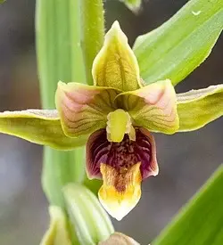orhidee epipactis gigantea