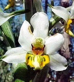 orhidee gavilea