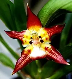 orhidee huntleya