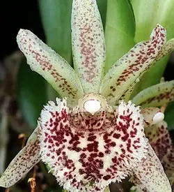 orhidee kefersteinia