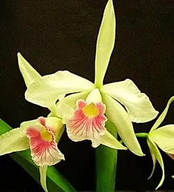 orhidee laelia galben