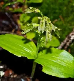 orhidee listeria