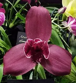 orhidee lycaste