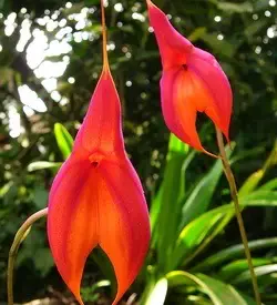 orhidee masdevallia