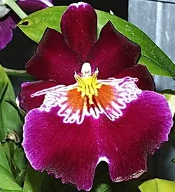 orhidee miltonia