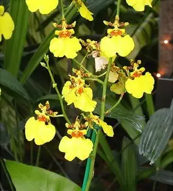 orhidee oncidium